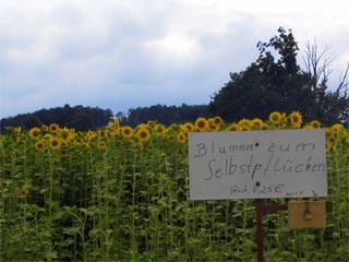 Sonnenblumenfeld an der Kirche Hainewalde